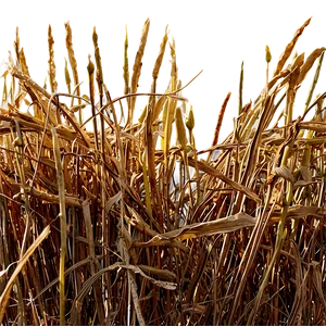 Dried Grass Field Png 10 PNG Image