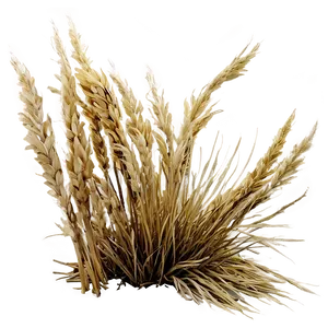 Dried Grass Field Png Dgm89 PNG Image