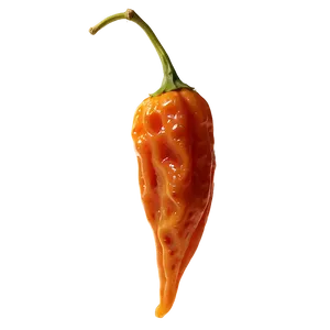 Dried Habanero Pepper Png Mlm8 PNG Image