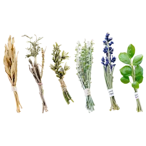 Dried Herb Png Jcw PNG Image