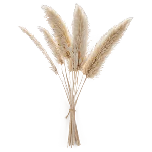 Dried Pampas Bouquet Png 06272024 PNG Image