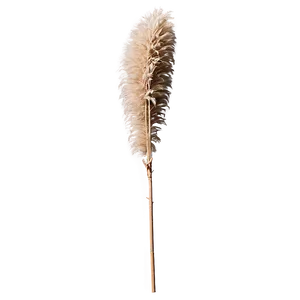 Dried Pampas Grass Png Oii PNG Image