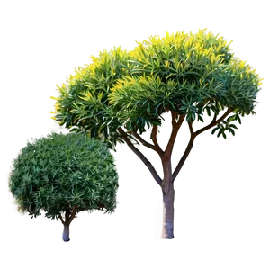 Drought Tolerant Shrubs Png Vvw PNG Image