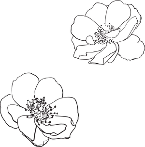 Dual Flower Sketch Outline PNG Image