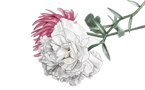 Dual Tone Chrysanthemum Illustration PNG Image