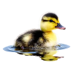 Duckling On Water Png 06202024 PNG Image