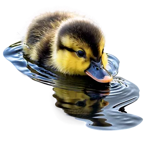 Duckling Swimming Png 06202024 PNG Image