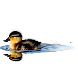 Duckling Swimming Png Edl59 PNG Image