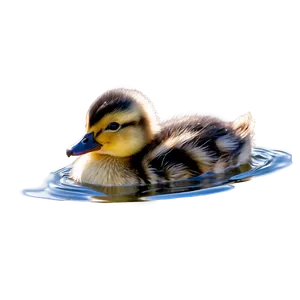 Duckling Swimming Png Sdw PNG Image