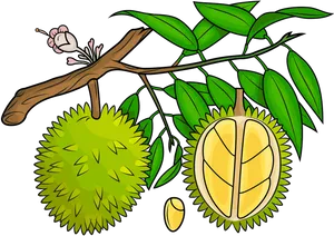 Durian Fruit Branch Illustration PNG Image