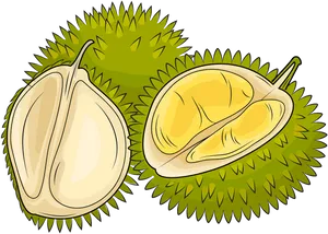 Durian Fruit Illustration PNG Image