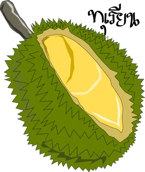 Durian Fruit Illustration PNG Image