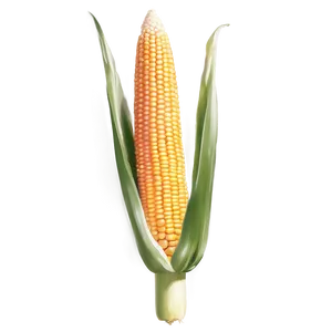 Ear Of Corn Realistic Png Fkh PNG Image