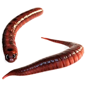 Earthworm For Kids Learning Png Arw66 PNG Image