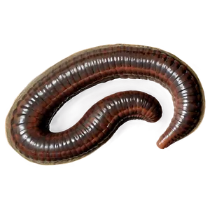 Earthworm Fossil Representation Png 65 PNG Image