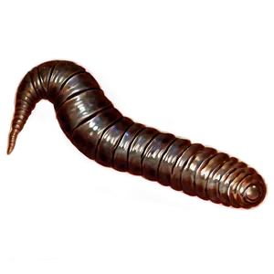 Earthworm Fossil Representation Png Utm PNG Image