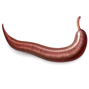 Earthworm Illustration Png Tiw51 PNG Image