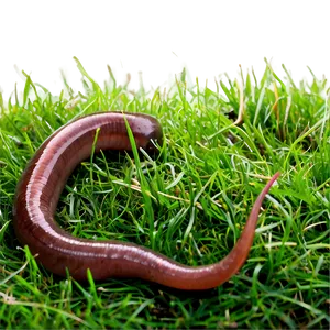 Earthworm In Grass Picture Png 71 PNG Image