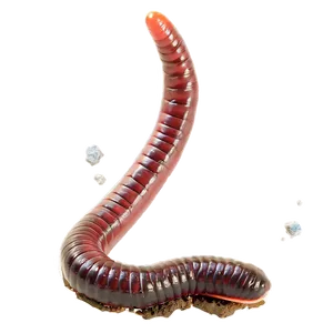 Earthworm In Soil Image Png 06212024 PNG Image