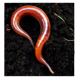 Earthworm In Soil Image Png Tyl13 PNG Image