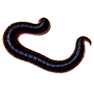 Earthworm Silhouette Graphic Png Ewn PNG Image