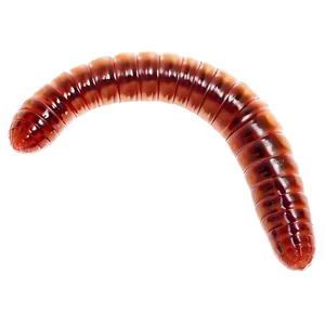 Earthworm Under Microscope Png 31 PNG Image