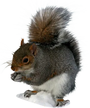 Eastern_ Gray_ Squirrel_ Eating_ Nut PNG Image