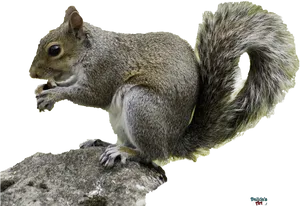 Eastern_ Gray_ Squirrel_ Snacking PNG Image