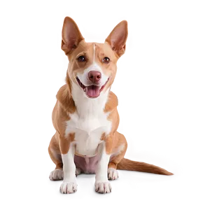 Easy Pet Care Tips Png 81 PNG Image