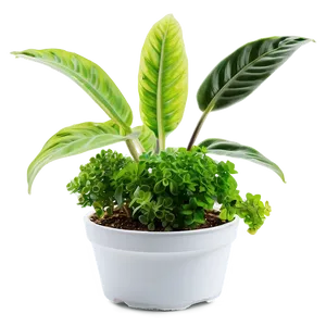 Easy Plant Care Png 06252024 PNG Image