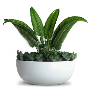 Easy Plant Care Png 26 PNG Image