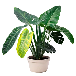 Easy Plant Care Png Bgp57 PNG Image