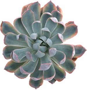 Echeveria Succulent Top View.png PNG Image