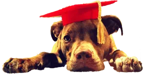 Educated Pitbull Graduation Cap.png PNG Image