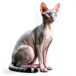 Egyptian Hairless Cat Png Ovf74 PNG Image