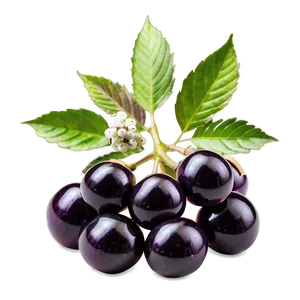 Elderberry Capsule Png Pec76 PNG Image