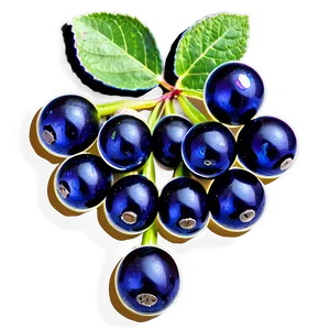 Elderberry Capsule Png Wca5 PNG Image