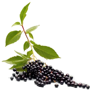 Elderberry Harvest Png 29 PNG Image