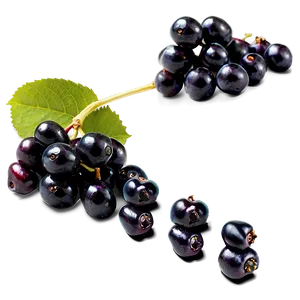 Elderberry Harvest Png Ijl55 PNG Image