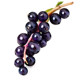 Elderberry Immune Support Png Xbr17 PNG Image