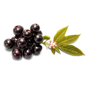 Elderberry Medicine Png 60 PNG Image