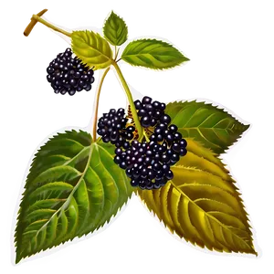 Elderberry Medicine Png Aia PNG Image