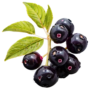 Elderberry Medicine Png Uwx PNG Image