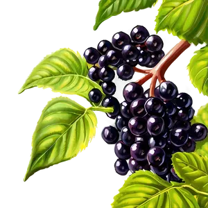 Elderberry Plant Png Bci PNG Image