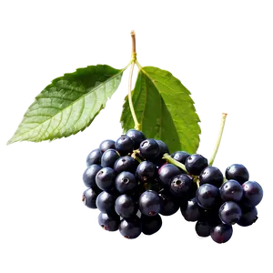 Elderberry Png 12 PNG Image