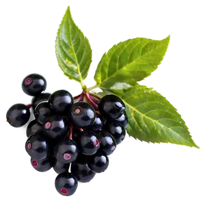 Elderberry Png Dos PNG Image