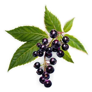 Elderberry Png Jlk81 PNG Image