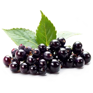 Elderberry Supplement Png 06252024 PNG Image