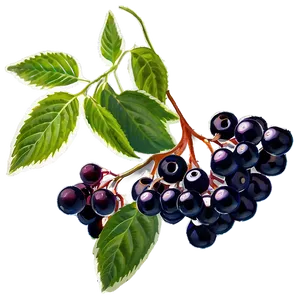 Elderberry Supplement Png Ivp PNG Image