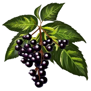 Elderberry Vector Png 06252024 PNG Image